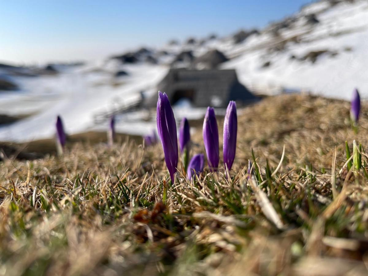 Velika Planina Chalet Slovenka Стаховица Экстерьер фото